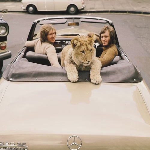 Photos of Christian The Lion at Sworders
